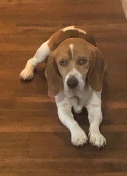 Beagle and Basset Hound Dogs Available for Adoption in Colleyville, Texas - Buddy | PetCurious