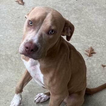 Dusty -  American Staffordshire Terrier Dog for Adoption in Williston, Vermont - Dusty | PetCurious