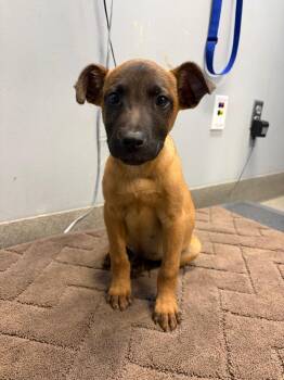 Oyster -  Anatolian Shepherd Dog for Adoption in Bloomington, Indiana - Oyster | PetCurious