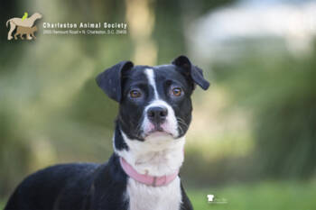 Rescue Terrier and Mixed Breed Dogs for Adoption in North Charleston, South Carolina - 85092a Shimmer | PetCurious