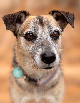 Muri -  Border Terrier and Portuguese Podengo Dog for Adoption in Erin, Ontario - Muri | PetCurious
