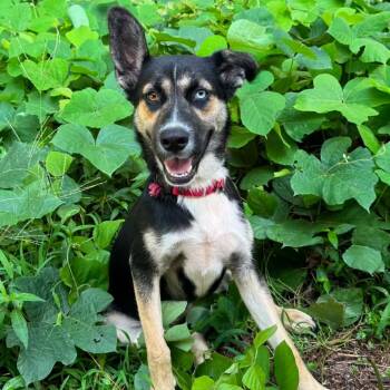 Selma -  German Shepherd Dog and Husky Dog for Adoption in Cedarburg, Wisconsin - Selma | PetCurious