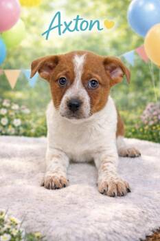 Corgi and Australian Cattle Dog Blue Heeler Dogs Available for Adoption - Axton | PetCurious