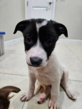 Husky and Eskimo Dog Dogs Available for Adoption in Miami, Florida - Daphne | PetCurious