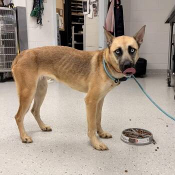 Nami -  German Shepherd Dog Dog for Adoption in Indianapolis, Indiana - Nami | PetCurious