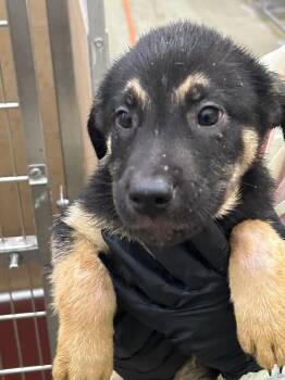 Shaxx -  Mixed Breed Dog for Adoption in Hobbs, New Mexico - Shaxx | PetCurious