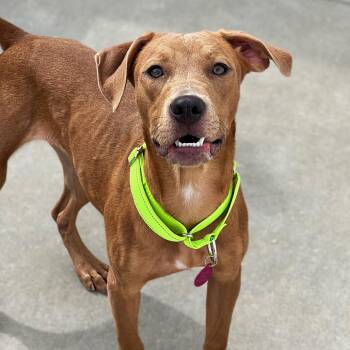 Sassy -  Labrador Retriever and Mixed Breed Dog for Adoption in St. Peters, Missouri - Sassy | PetCurious