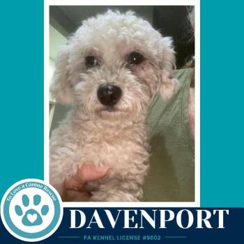 Davenport 091226 -  Maltese and Poodle Dog for Adoption in Kimberton, Pennsylvania - Davenport 091226 | PetCurious