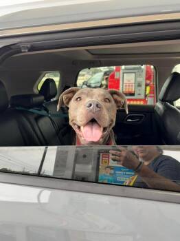 Pit Bull Terrier Dogs Available for Adoption in Silsbee, Texas - Gypsy Rae | PetCurious