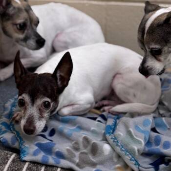 Daisy -  Chihuahua Dog for Adoption in Winston-salem, North Carolina - Daisy | PetCurious