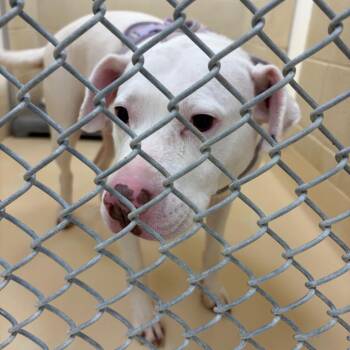 Mixed Breed Dogs Available for Adoption in Winston-salem, North Carolina - Angel | PetCurious