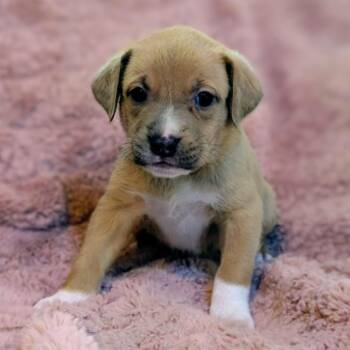 Labrador Retriever and Mastiff Dogs Available for Adoption in Fairfax Station, Virginia - Birdie Pup - Piper | PetCurious