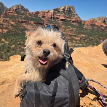 Cairn Terrier Dogs Available for Adoption in Phoenix, Arizona - Sweet Pea | PetCurious