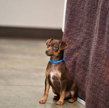 Huckleberry - Chiweenie Cuties -  Chiweenie Dog for Adoption in Falmouth, Maine - Huckleberry - Chiweenie Cuties | PetCurious
