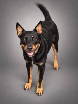 Oakley -  Australian Cattle Dog Blue Heeler and Mixed Breed Dog for Adoption in Bowling Green, Kentucky - Oakley | PetCurious