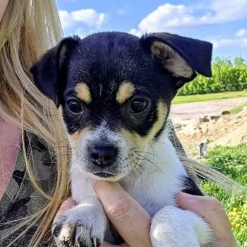 Skor (20260609-05) -  Beagle Dog for Adoption in Niagara Falls, Ontario - Skor (20260609-05) | PetCurious