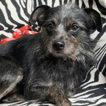 Rescue Terrier and Mixed Breed Dogs for Adoption in Olathe, Kansas - Coralee | PetCurious