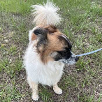 Papillon and Chihuahua Dogs Available for Adoption in Alafaya, Florida - Buddy | PetCurious