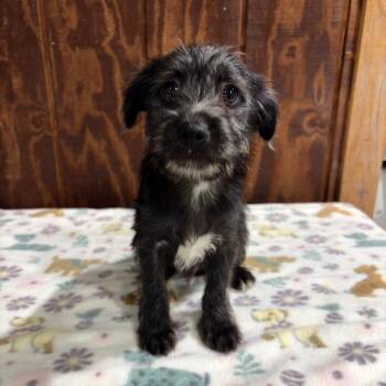 Pup 3 -  Wire Fox Terrier Dog for Adoption in Harlingen, Texas - Pup 3 | PetCurious