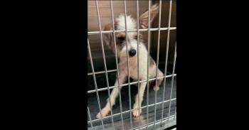 Little Woofs: Huck -  Terrier Dog for Adoption in Dallas, Texas - Little Woofs: Huck | PetCurious