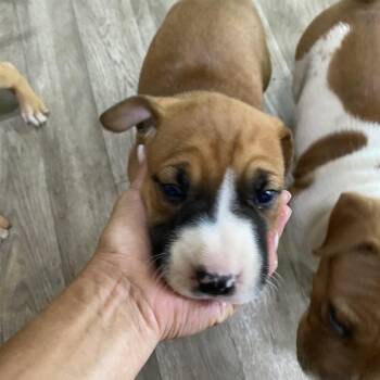 JuneBug -  Bull Terrier and Terrier Dog for Adoption in Escondido, California - JuneBug | PetCurious
