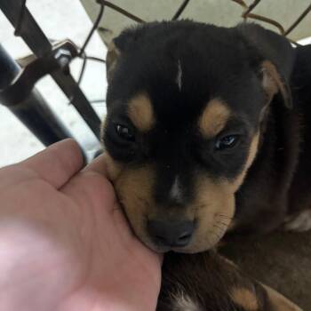 Rottweiler and Mixed Breed Dogs Available for Adoption in Casa Grande, Arizona - Jasper | PetCurious