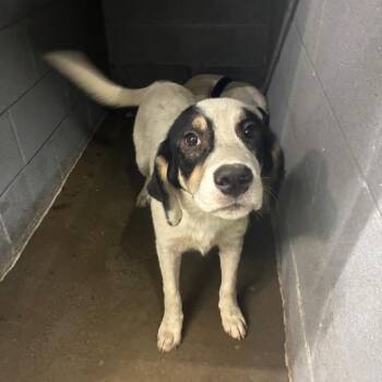 Snoop -  Mixed Breed Dog for Adoption in Corbin, Kentucky - Snoop | PetCurious