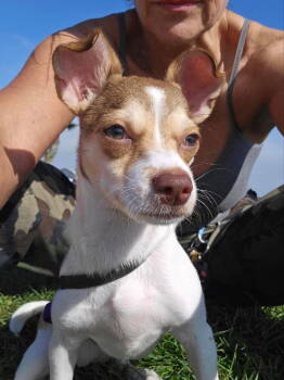 Rescue Chihuahua and Jack Russell Terrier Dogs for Adoption in San Diego, California - Pumpkin | PetCurious