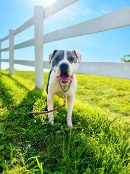 Dozer -  American Bulldog Dog for Adoption in Carmel Hamlet, New York - Dozer | PetCurious