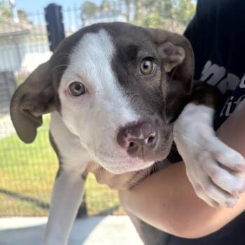 Isla -  Labrador Retriever and Mixed Breed Dog for Adoption in Hawthorne, California - Isla | PetCurious