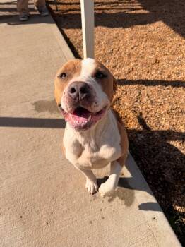 Pit Bull Terrier and Hound Dogs Available for Adoption in Wantagh, New York - Diego | PetCurious