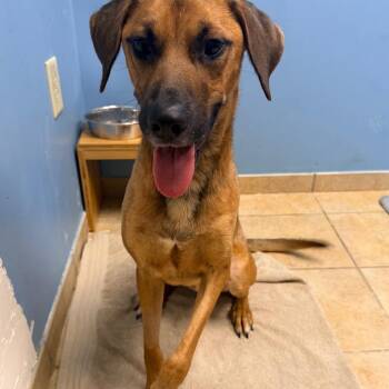 Pixar -  Hound Dog for Adoption in Columbus, Georgia - Pixar | PetCurious