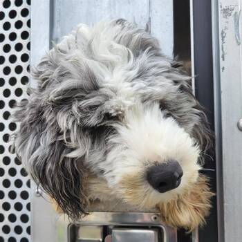 Poodle Dogs Available for Adoption in San Antonio, Texas - WELLINGTON | PetCurious