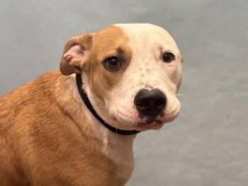 Milo -  Labrador Retriever and Mixed Breed Dog for Adoption in Golden Valley, Minnesota - Milo | PetCurious
