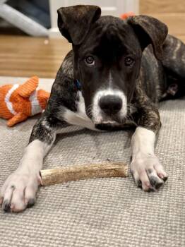 Hound and Pit Bull Terrier Dogs Available for Adoption - Jesse | PetCurious