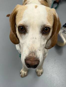 Hound Dogs Available for Adoption in Hartsville, South Carolina - Samson | PetCurious