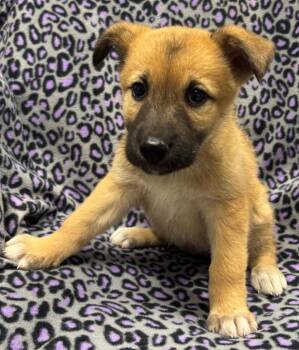 Shepherd and Mixed Breed Dogs Available for Adoption in Kemp, Texas - Sister | PetCurious