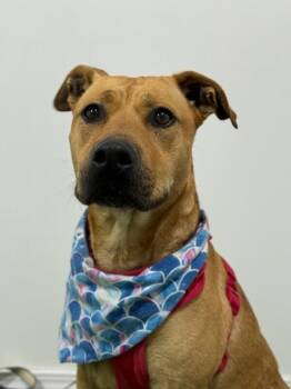 Black Mouth Cur and Pit Bull Terrier Dogs Available for Adoption - Stumpy | PetCurious