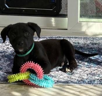 Labrador Retriever Dogs Available for Adoption - Wesley | PetCurious