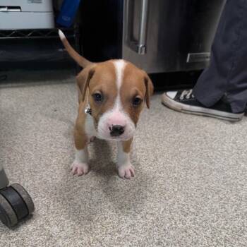 Mixed Breed Dogs Available for Adoption - Porkchop | PetCurious