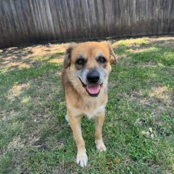 Quinn -  Mixed Breed Dog for Adoption in Dallas, Texas - Quinn | PetCurious