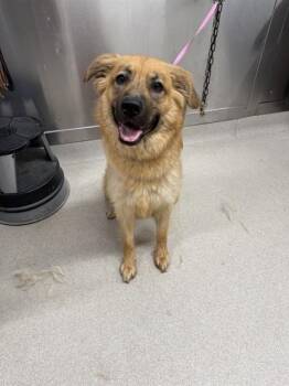GINGER -  German Shepherd Dog and Mixed Breed Dog for Adoption in Fairbanks, Alaska - GINGER | PetCurious