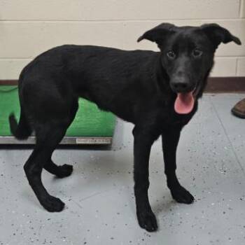 Veronica -  Border Collie and Mixed Breed Dog for Adoption in Fairfax, Virginia - Veronica | PetCurious