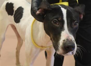 TRES -  Mixed Breed Dog for Adoption in Columbia, South Carolina - TRES | PetCurious
