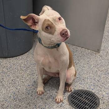 Terra -  Mixed Breed Dog for Adoption in Greenville, South Carolina - Terra | PetCurious