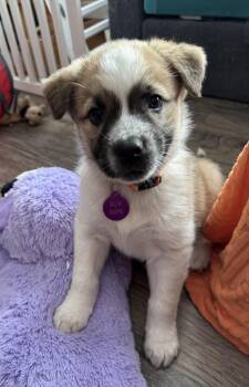 Mixed Breed Dogs Available for Adoption - Sandy | PetCurious
