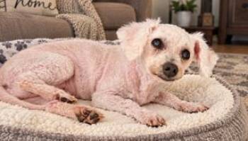 Ivy -  Miniature Poodle Dog for Adoption in Tifton, Georgia - Ivy | PetCurious
