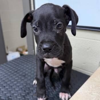 Krieg -  Black Labrador Retriever and Terrier Dog for Adoption in Madisonville, Kentucky - Krieg | PetCurious
