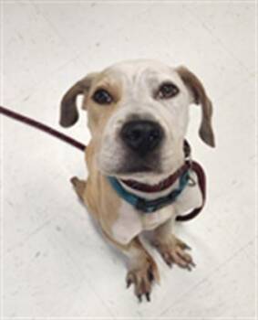 PICKLE -  Pit Bull Terrier and Mixed Breed Dog for Adoption in Corpus Christi, Texas - PICKLE | PetCurious