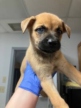 Rescue Shepherd and Mixed Breed Dogs for Adoption in Lockhart, Texas - Harry | PetCurious
